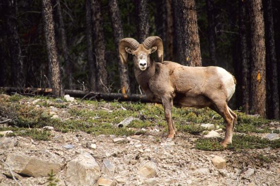 Trekking dans les fôrets du Glacier National Park aux États-Unis