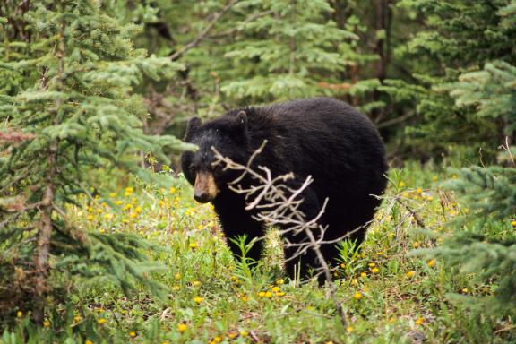 Trekking à la découverte des ours noirs à Glacier National Park aux États-Unis