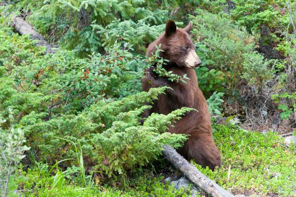 Voyage découverte des Grizzly dans le Glacier National Park aux États-Unis