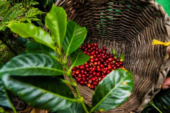 Finca de café à San Augustin en Colombie