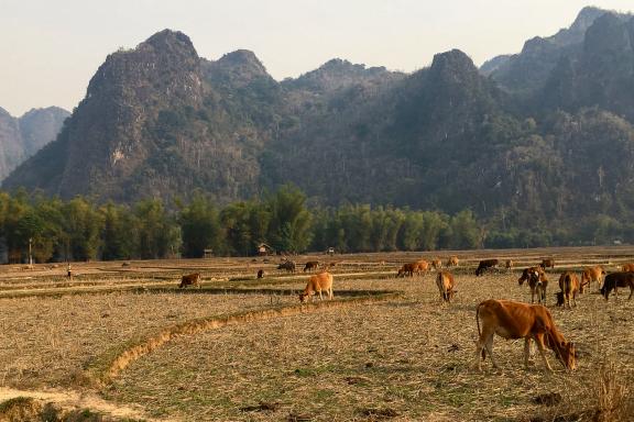 Randonnée sur le plateau karstique de Khammouane dans la région de Ban Natan