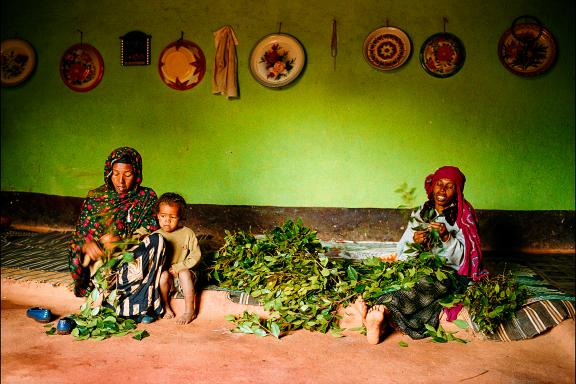 Visite d'une maison harari pendant que des femmes préparent le khat à Harar