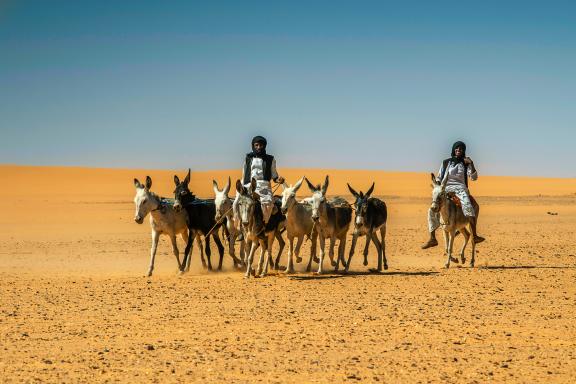 Rencontre d'un troupeau d'ânes dans le désert de Bayuda au Sahara soudanais