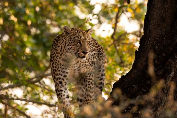 Exploration pour découvrir le guépard aux aguêts en Afrique australe