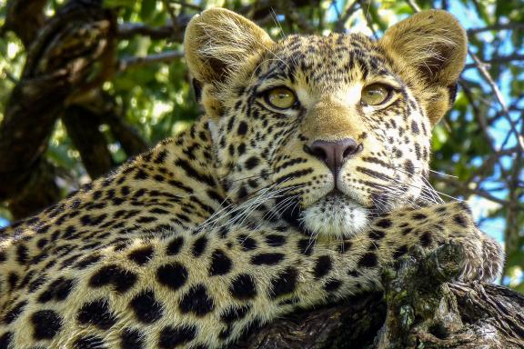 Découverte aventure avec le léopard d'Afrique