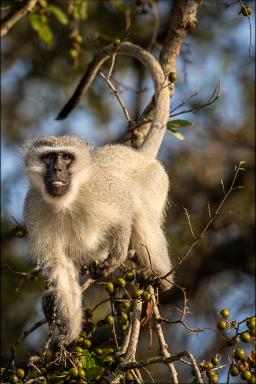 Rencontre avec le singe Vervet des savanes d'Afrique australe