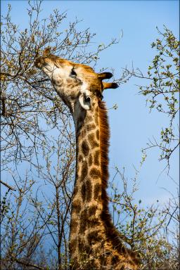 Baladeavec les girafes d'Afrique australe