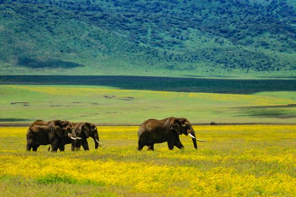 Découverte des éléphants des plaines d'Afrique australe