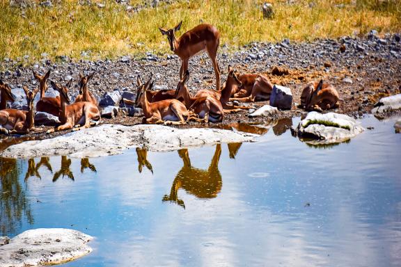 Découverte des spingbok au point d'aeu en Afrique