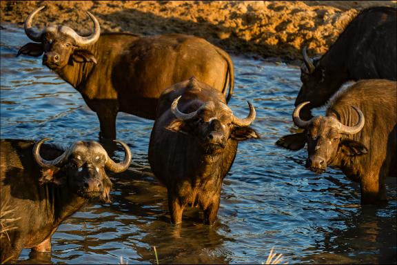 Aventure avec les buffles au bain en Afrique