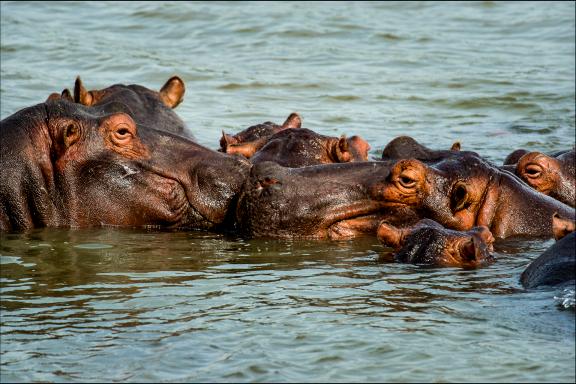 Contemplation du bain des hippopotames près des Chutes Victoria
