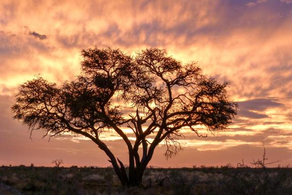 Contemplation du crépuscule en Afrique australe