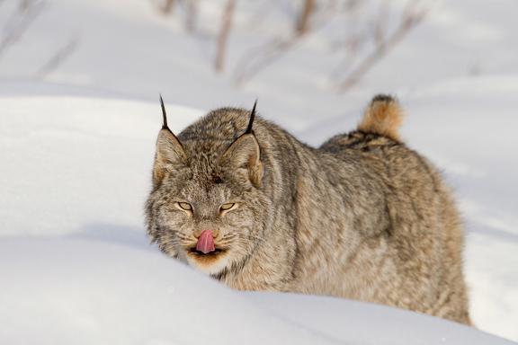 Randonnée et lynx au Yukon