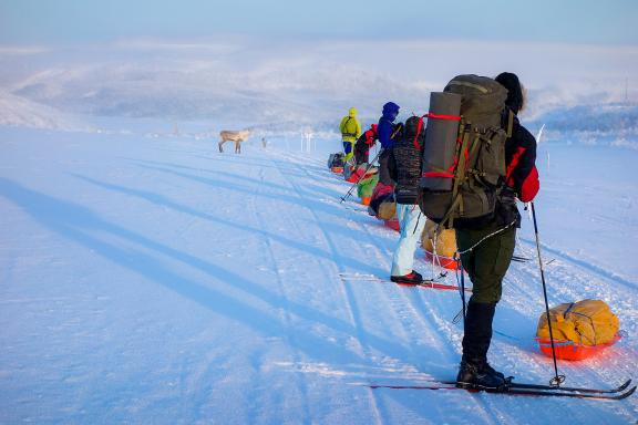 Trekking en ski pulka et faune de Norvège