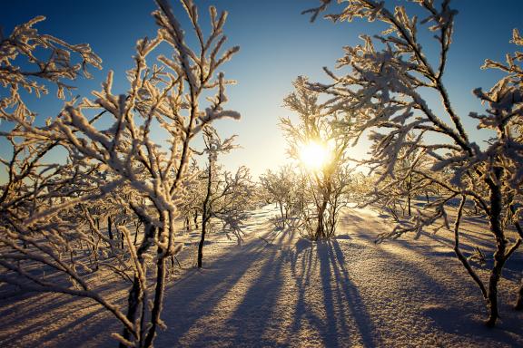 Voyage et arbustes pétrifiés en Norvège