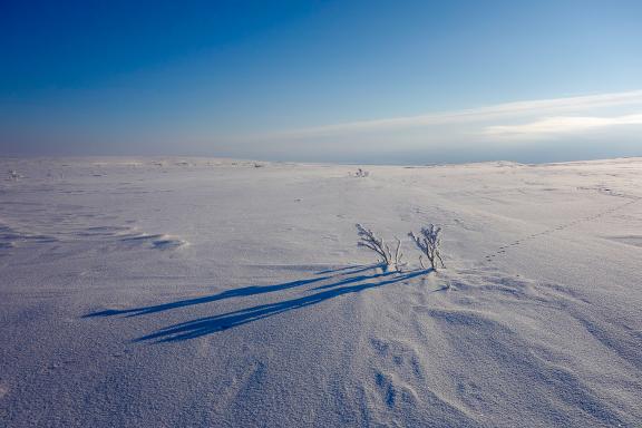 Voyage en ski-pulka dans le paysage arctique lapon