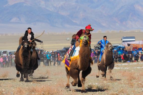Voyage  et course de chameaux dans l'Altaï mongol