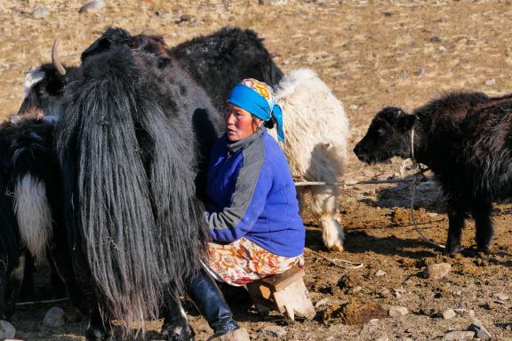 Trekking et traite des vaches dans l'Altaï