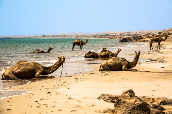 Marche sur la plage avec les chameaux de Île de Qeshm dans le Golfe pesique