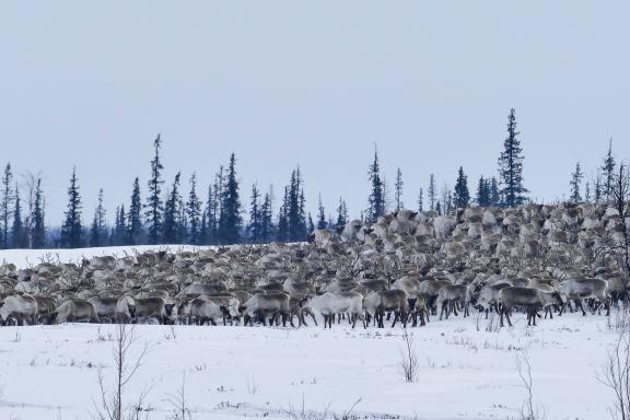 Voyage avec les éleveurs de rennes du Yamal