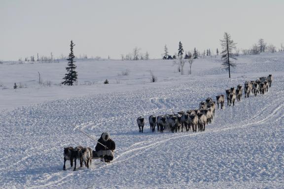 Voyage de découverte chez les éleveurs de rennes du Yamal