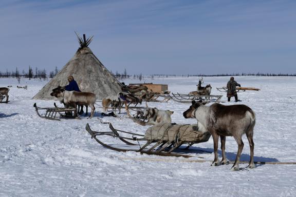 Voyage chez les Nénètses dans la péninsule du Yamal