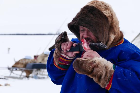Voyage et traditions Nénètses dans le Yamal