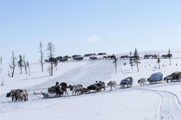 Voyage et transhumance avec les Nénètses de Sibérie