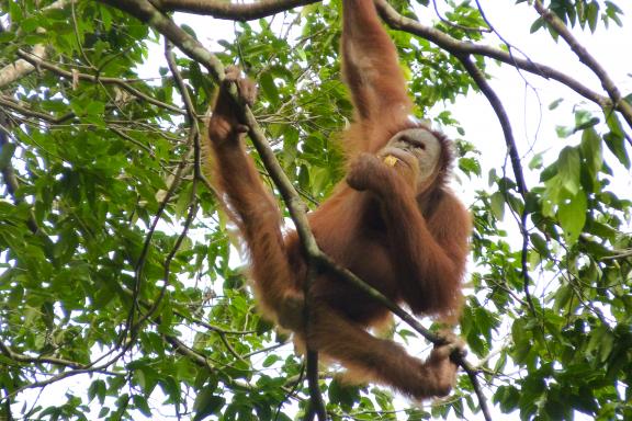 Randonnée vers un orang-outan du Gunung Leuser près de Bukit Lawang