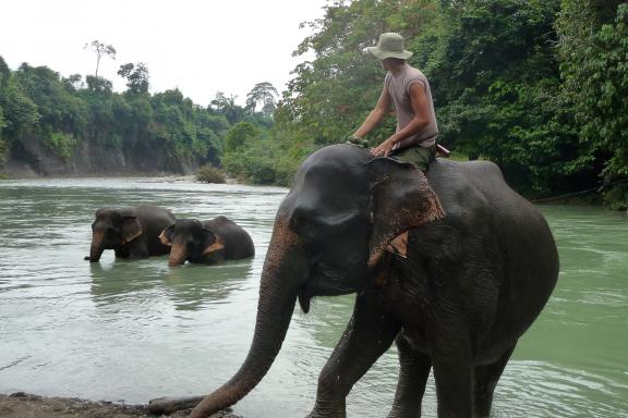 Trek vers les éléphants de Tangkahan au nord de Sumatra