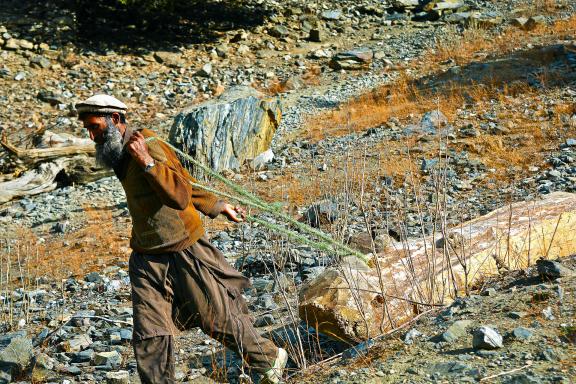 Récolte bois hiver vallée kalash au Pakistan