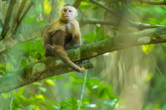 Le parc Tayrona sur la côte caraïbe en Colombie