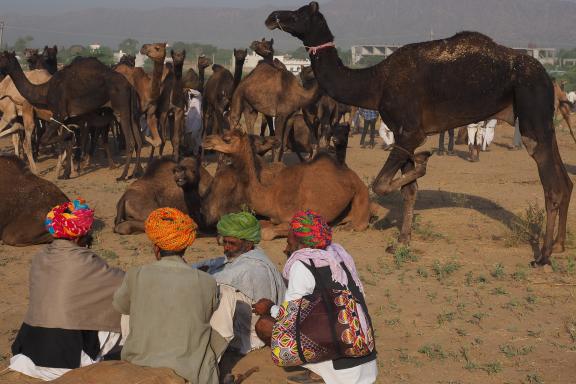 Trek vers des bergers et leurs dromadaires à une foire au Rajasthan