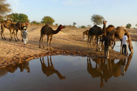 Trekking vers bergers et dromadaires à un point d'eau au Rajasthan