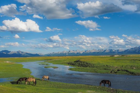 Trekking avec les chevaux dans la steppe mongole