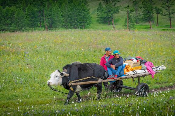 Randonnée dans la taïga boréale  de Mongolie