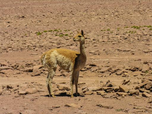 Vigogne dans le désert d'Atacama

Vigogne dans le désert d'Atacama