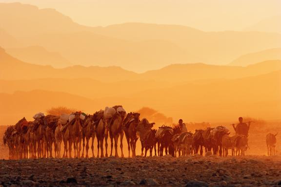 Trekking avec un troupeau de chameaux dans le crépuscule du Danakil