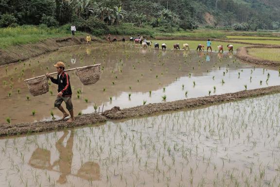 Trek à la découverte du travail dans les rizières dans les montagnes du nord Laos