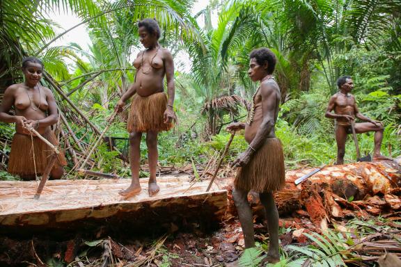Voyage vers le travail du sagou chez les Korowai tout au sud de la Papua indonésienne