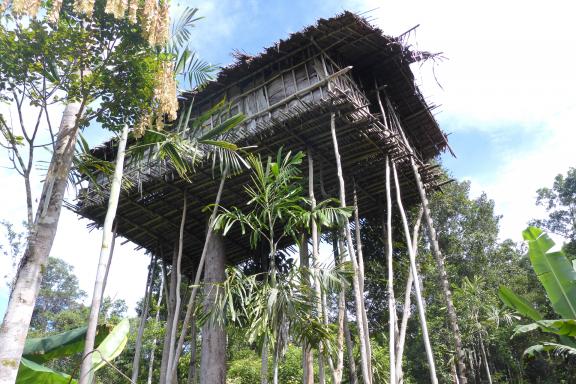 Randonnée vers une maison perchée des Korowai à travers la forêt