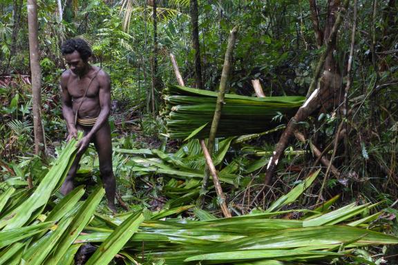 Trek vers la collecte de feuilles de palme avec nos hôtes Korowai