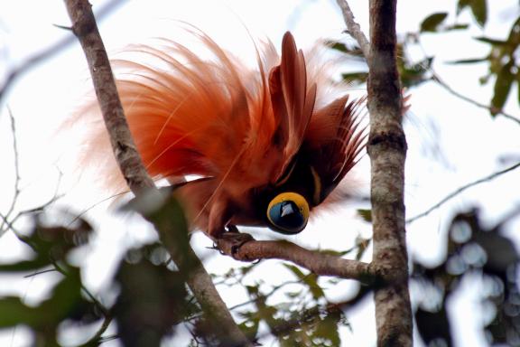 Trekking pour observer un oiseau de paradis dans la forêt des Highlands