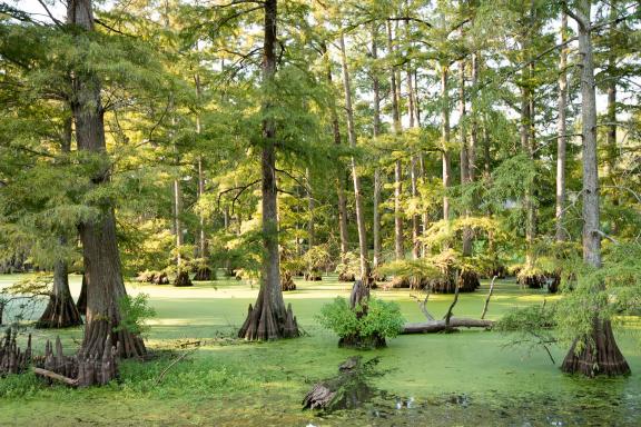 Découverte du bayou en Lousiane aux États-Unis