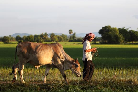 Randonnée vers un homme khmer et son boeuf dans la campagne khmère