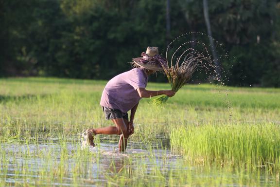 Immersion dans le travail du riz dans la campagne khmère