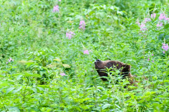 Voyage découverte des ours en Alaska aux États-Unis