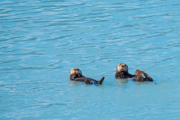 Voyage découverte des loutres de mer en Alaska aux États-Unis