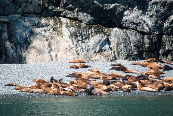 Voyage découverte des lions de mer en Alaska aux États-Unis