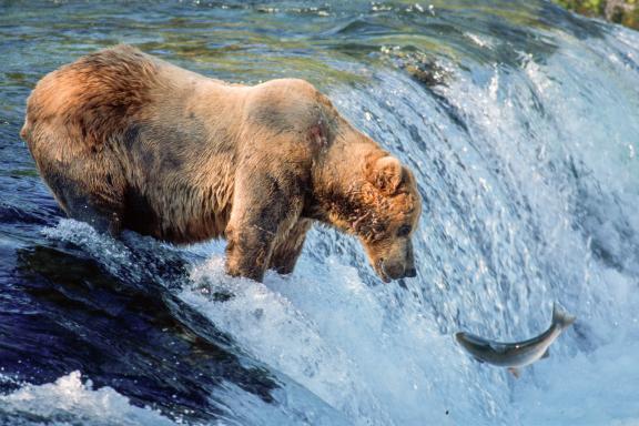 Voyage découverte des Grizzly en Alaska aux États-Unis